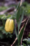 Fritillaria tubaeformis subsp. moggridgei